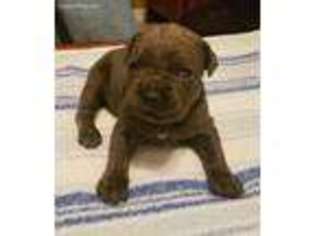Cane Corso Puppy for sale in Grayson, GA, USA