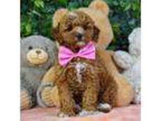 Goldendoodle Puppy for sale in Tampa, FL, USA