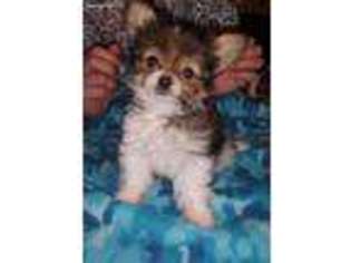 Chorkie Puppy for sale in Independence, LA, USA