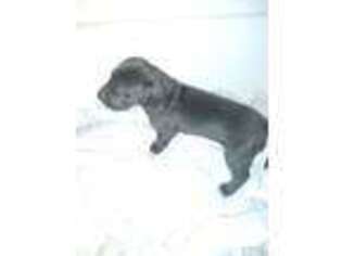 Great Dane Puppy for sale in Westerville, OH, USA