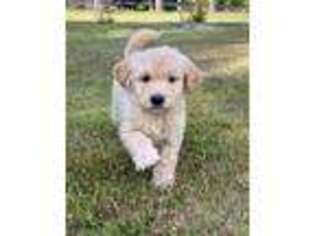 Goldendoodle Puppy for sale in Clatskanie, OR, USA