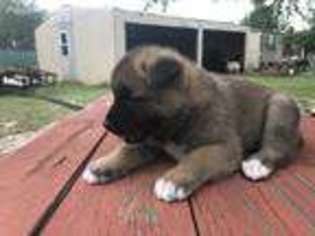 Akita Puppy for sale in Augusta, GA, USA