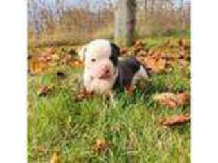 American Bulldog Puppy for sale in Tiffin, OH, USA