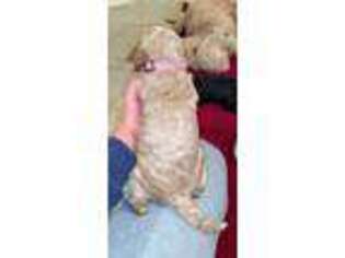 Goldendoodle Puppy for sale in Satsuma, AL, USA