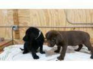 Labrador Retriever Puppy for sale in Wellman, IA, USA