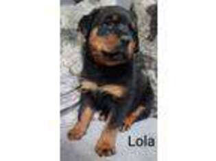 Rottweiler Puppy for sale in Elkhart, IN, USA