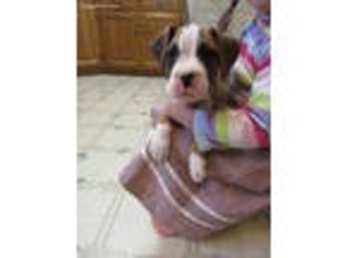 Boxer Puppy for sale in Richland, PA, USA