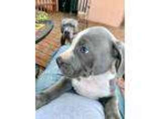 American Staffordshire Terrier Puppy for sale in Glendale, CA, USA