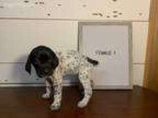 German Shorthaired Pointer Puppy for sale in Andrews, NC, USA