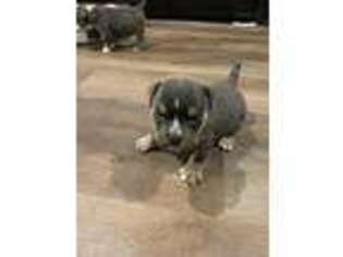 Mutt Puppy for sale in New Caney, TX, USA