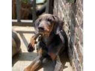 Doberman Pinscher Puppy for sale in San Marcos, TX, USA
