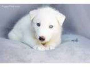 Siberian Husky Puppy for sale in Grayson, KY, USA