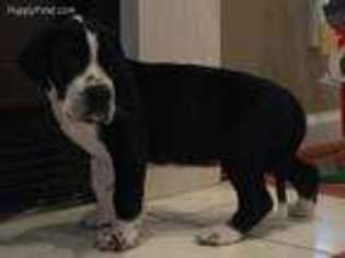 Great Dane Puppy for sale in Smyrna, TN, USA