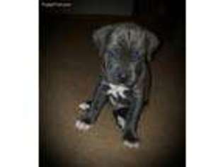 Mastiff Puppy for sale in Big Sandy, TX, USA