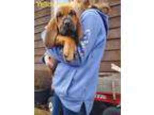 Bloodhound Puppy for sale in Eatonville, WA, USA