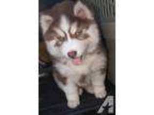 Siberian Husky Puppy for sale in SUN CITY, AZ, USA