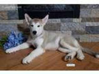 Medium Photo #1 Alaskan Malamute Puppy For Sale in Courtland, VA, USA