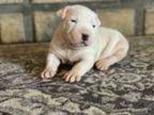 Dogo Argentino Puppy for sale in Pierce City, MO, USA