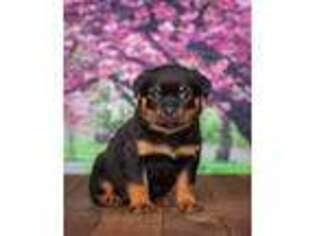 Rottweiler Puppy for sale in Hamilton, IN, USA
