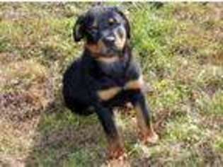 Rottweiler Puppy for sale in Harrington, DE, USA
