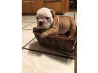 Bulldog Puppy for sale in Meeker, OK, USA