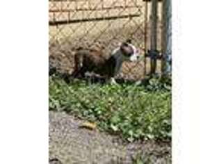 Boston Terrier Puppy for sale in Heath, OH, USA
