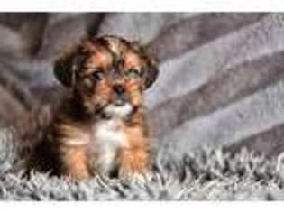 Shorkie Tzu Puppy for sale in Montrose, CO, USA