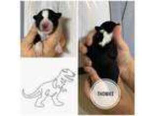 Border Collie Puppy for sale in Sahuarita, AZ, USA