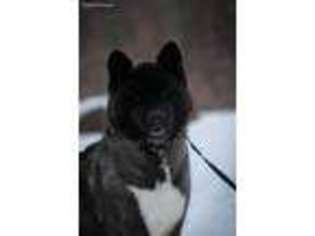Akita Puppy for sale in Malone, NY, USA