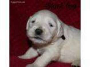 Mutt Puppy for sale in Petersburg, OH, USA