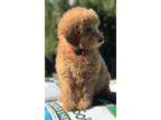 Goldendoodle Puppy for sale in Lizella, GA, USA