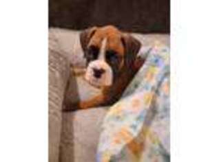 Boxer Puppy for sale in Clermont, FL, USA