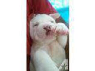 Olde English Bulldogge Puppy for sale in LAS VEGAS, NV, USA