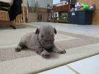 Mutt Puppy for sale in Thornton, IA, USA