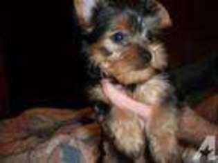 Yorkshire Terrier Puppy for sale in LYNCHBURG, OH, USA