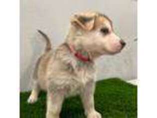German Shepherd Dog Puppy for sale in Newberry, FL, USA