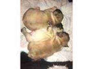 French Bulldog Puppy for sale in Bolton, Greater Manchester (England), United Kingdom