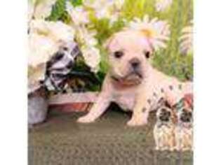 French Bulldog Puppy for sale in Strunk, KY, USA