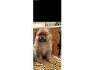 Pomeranian Puppy for sale in Pleasantville, NJ, USA