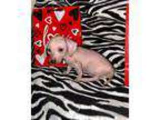 Dachshund Puppy for sale in Arlington, TX, USA