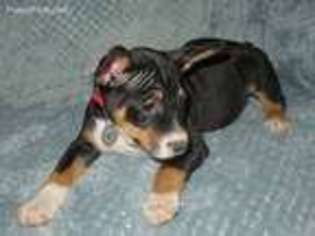 Rat Terrier Puppy for sale in Pottstown, PA, USA