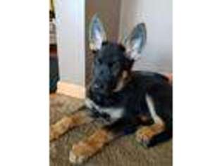 German Shepherd Dog Puppy for sale in Lino Lakes, MN, USA