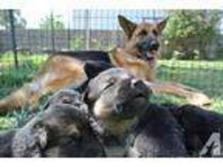 German Shepherd Dog Puppy for sale in LA MESA, CA, USA