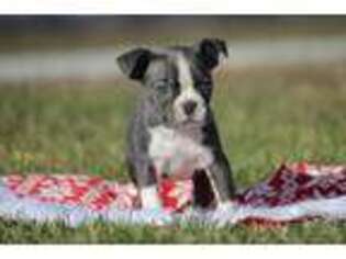 Boston Terrier Puppy for sale in Joplin, MO, USA
