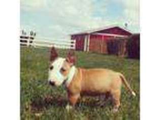 Bull Terrier Puppy for sale in Flint, MI, USA
