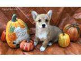 Pembroke Welsh Corgi Puppy for sale in Scurry, TX, USA