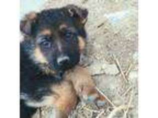German Shepherd Dog Puppy for sale in Corvallis, MT, USA