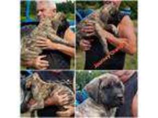 Mastiff Puppy for sale in Troy, NC, USA