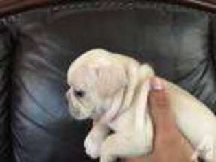 French Bulldog Puppy for sale in RANCHO CUCAMONGA, CA, USA