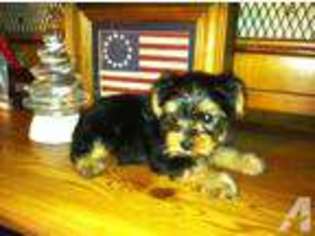 Yorkshire Terrier Puppy for sale in GOREE, TX, USA